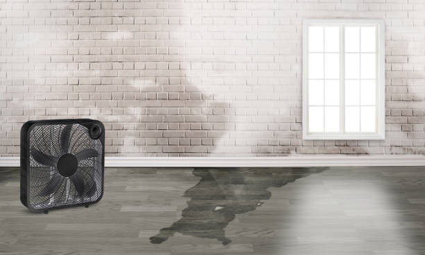 Best Local water damage restoration  in Lucasville, OH